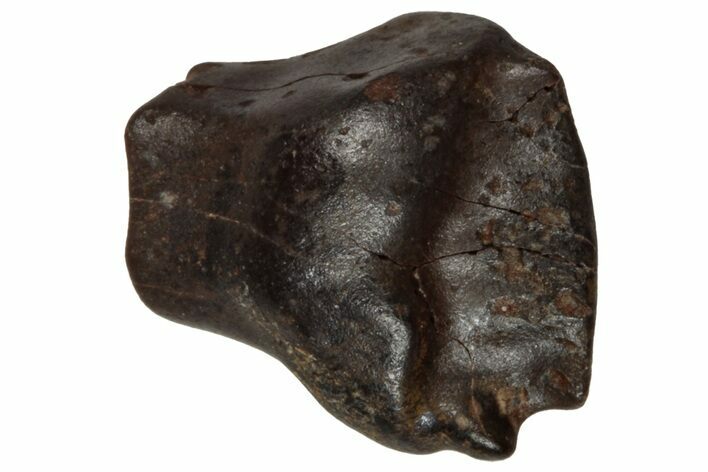 Fossil Nodosaurid (Denversaurus) Tooth - Montana #350543